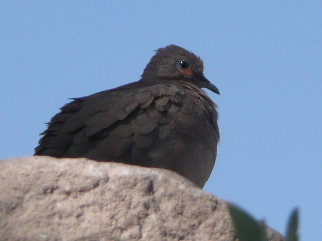 Black-winged Ground Dove - ML612475477