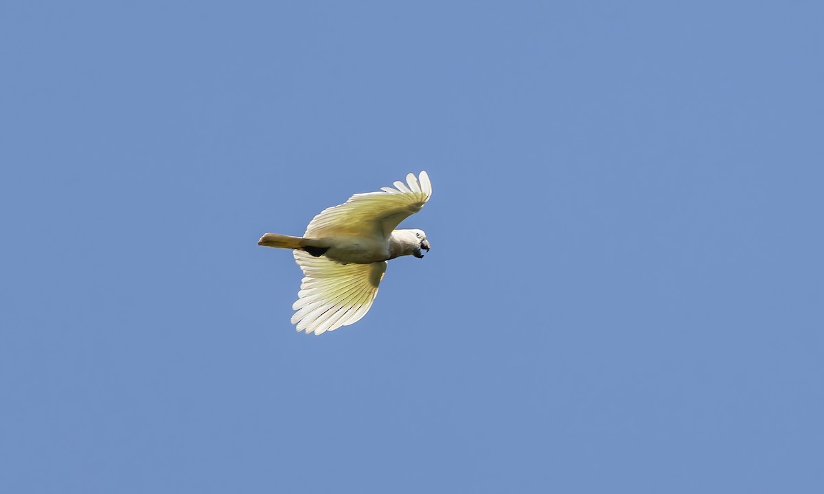 Sulphur-crested Cockatoo - ML612475480