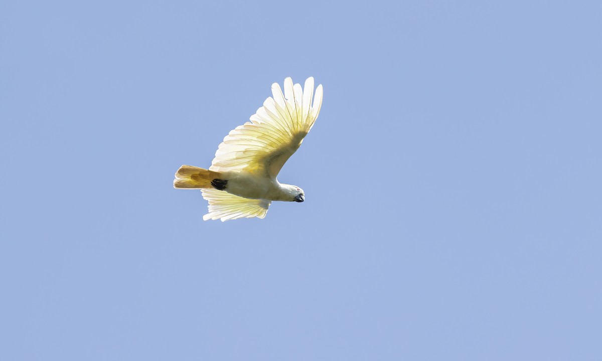 Sulphur-crested Cockatoo - ML612475481