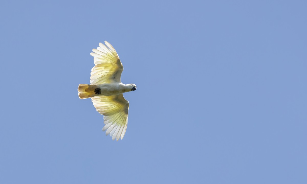 Cacatoès à huppe jaune - ML612475482