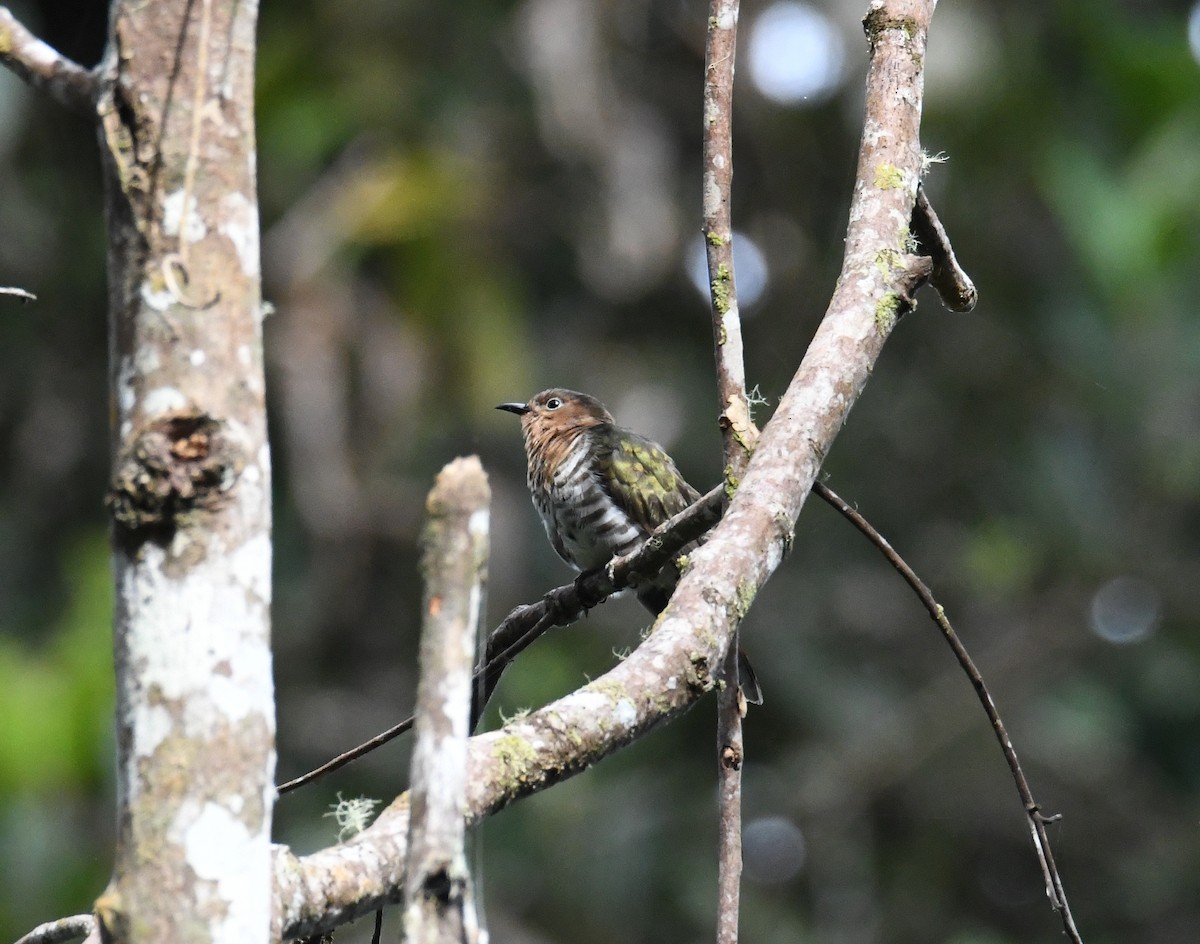 Rufous-throated Bronze-Cuckoo - ML612475623