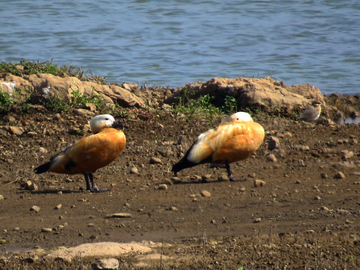 Ruddy Shelduck - ML612475646