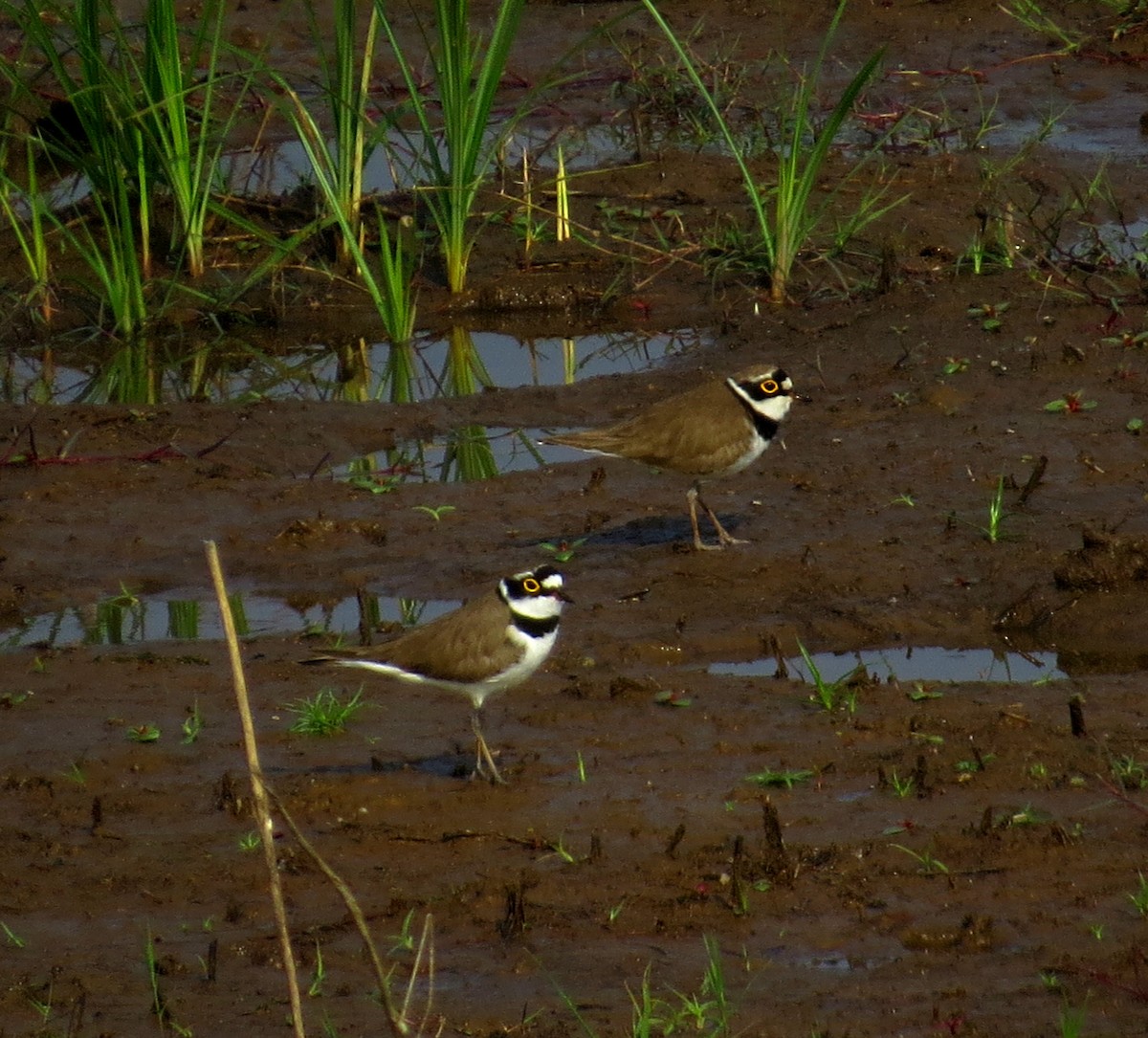 小環頸鴴 - ML612475720