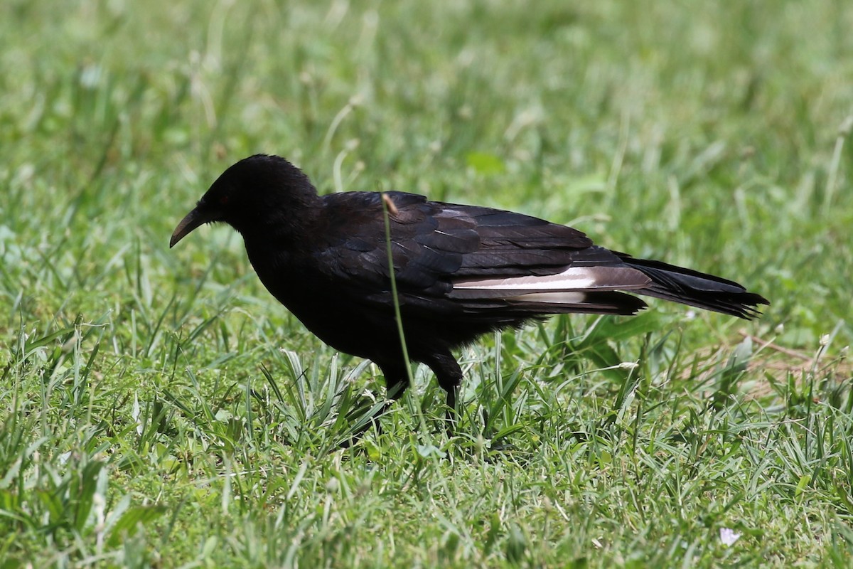 White-winged Chough - ML612475730