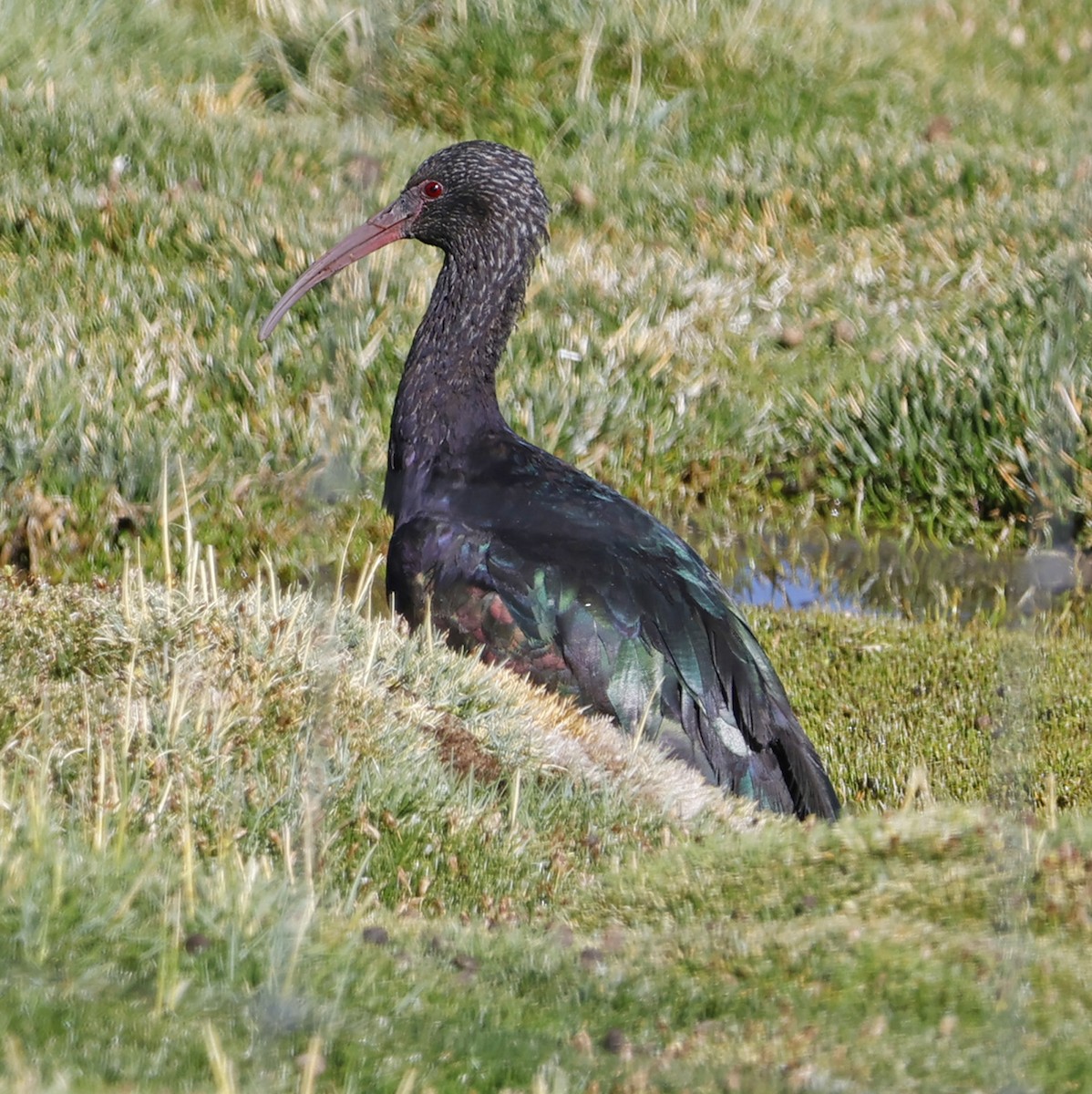 ibis andský - ML612475879