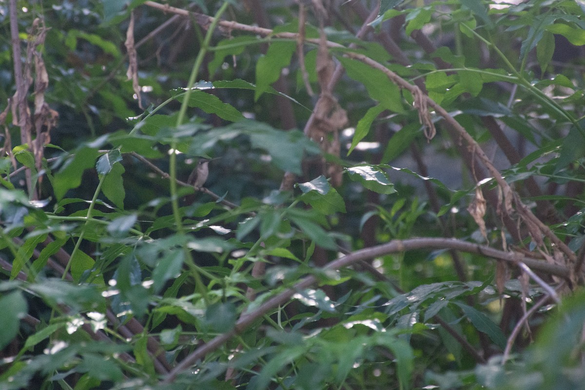 Yakut Boğazlı Kolibri - ML612475922