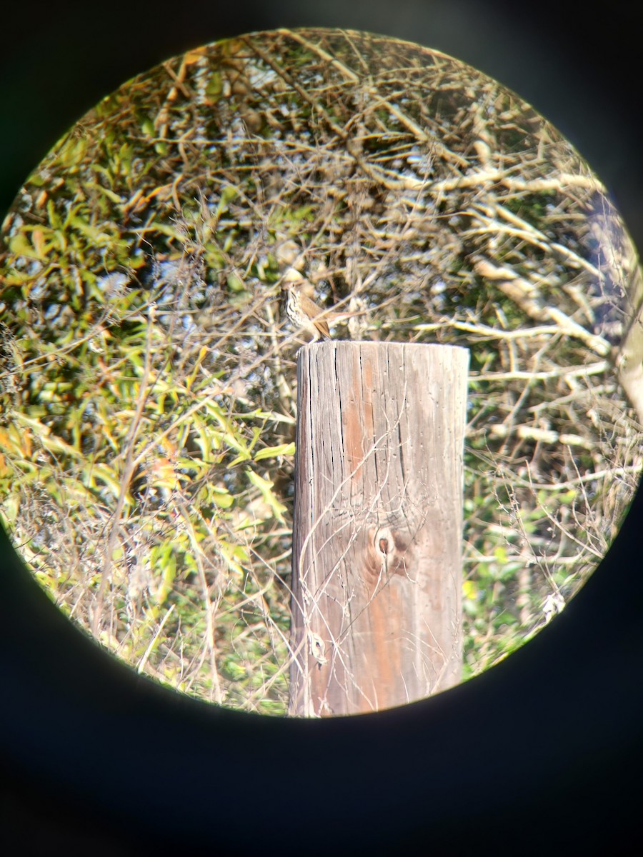 Hermit Thrush - ML612475965