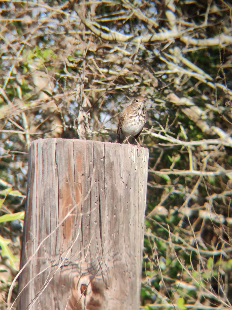 Hermit Thrush - ML612475968