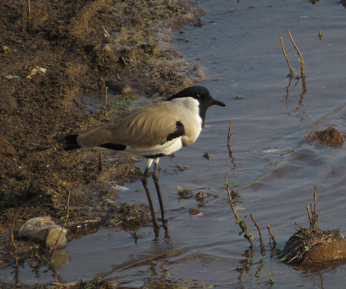 River Lapwing - Dharmendra Pare