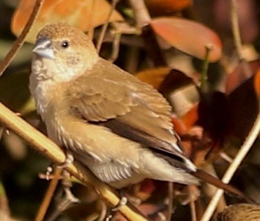 Indian Silverbill - Connie Lintz