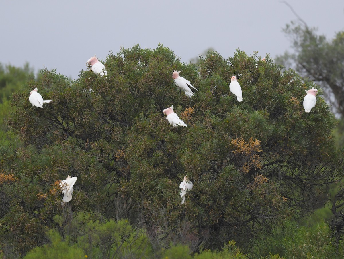 Pink Cockatoo - Robert Anderson