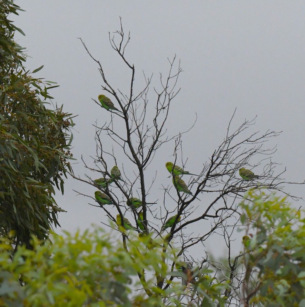 Budgerigar - Robert Anderson