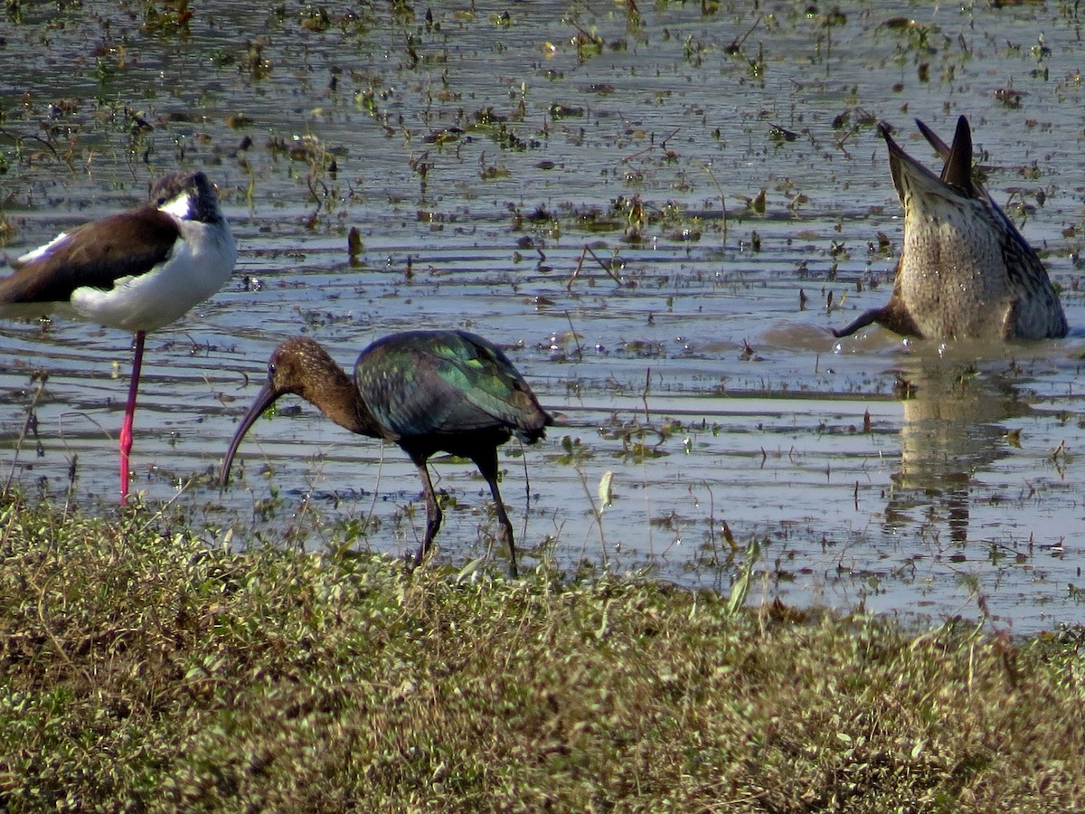 Glossy Ibis - ML612476025