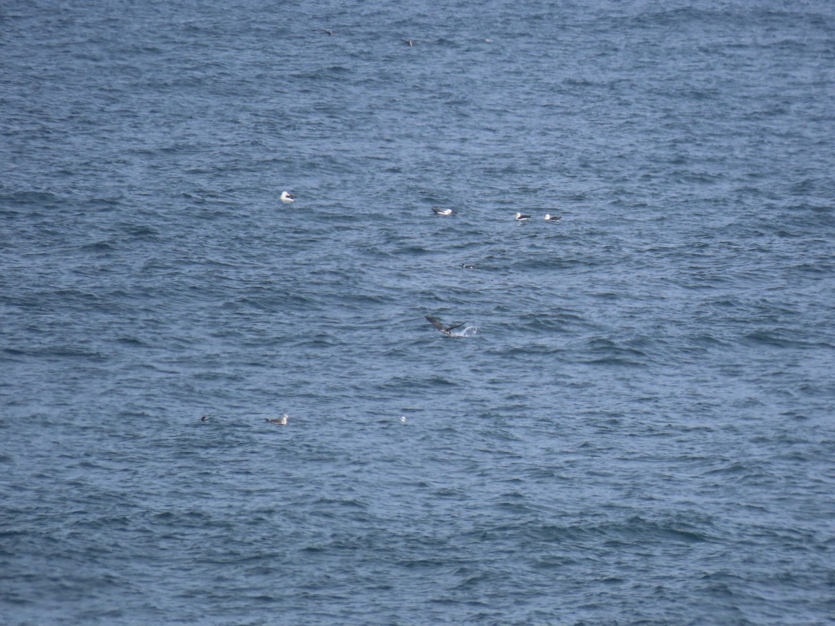 Black-browed Albatross - ML612476043