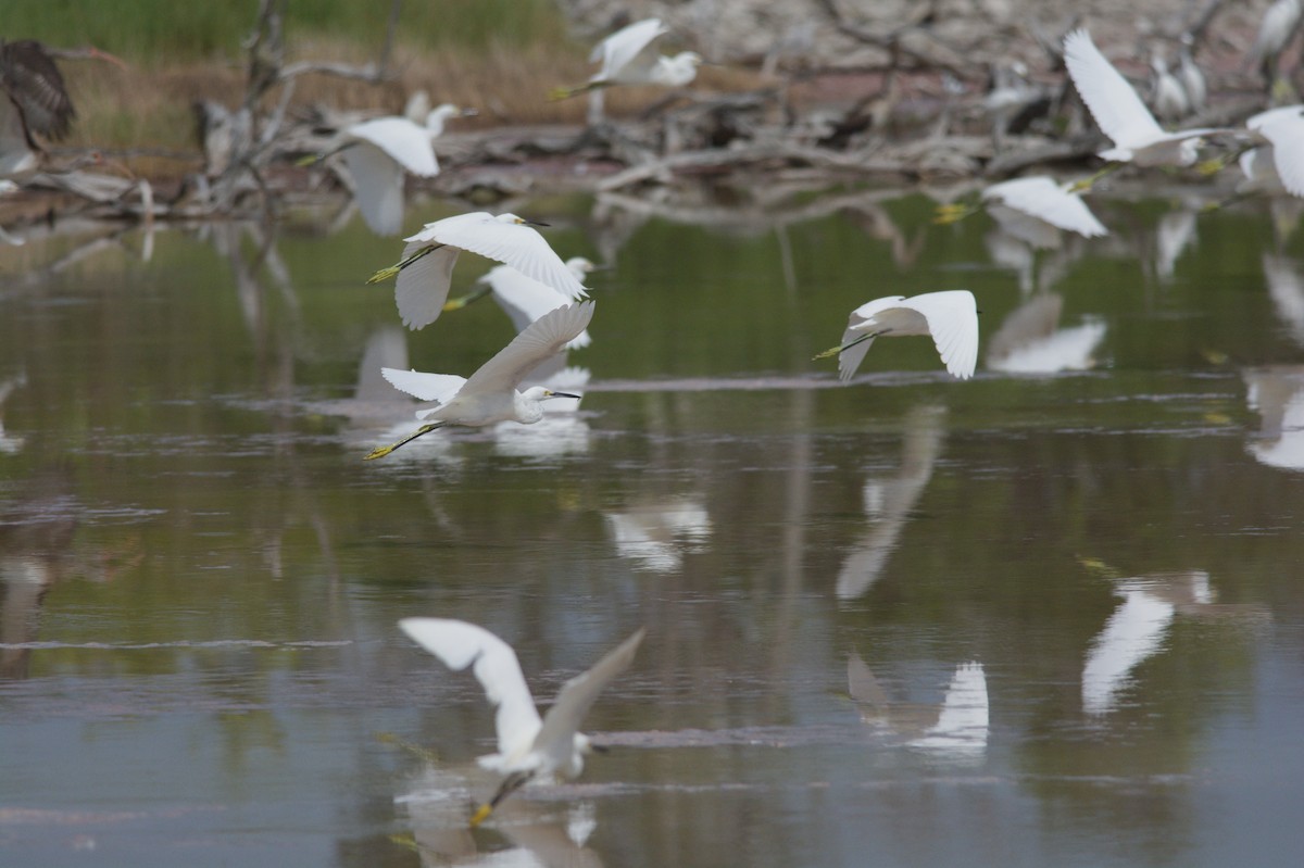 Snowy Egret - ML612476090