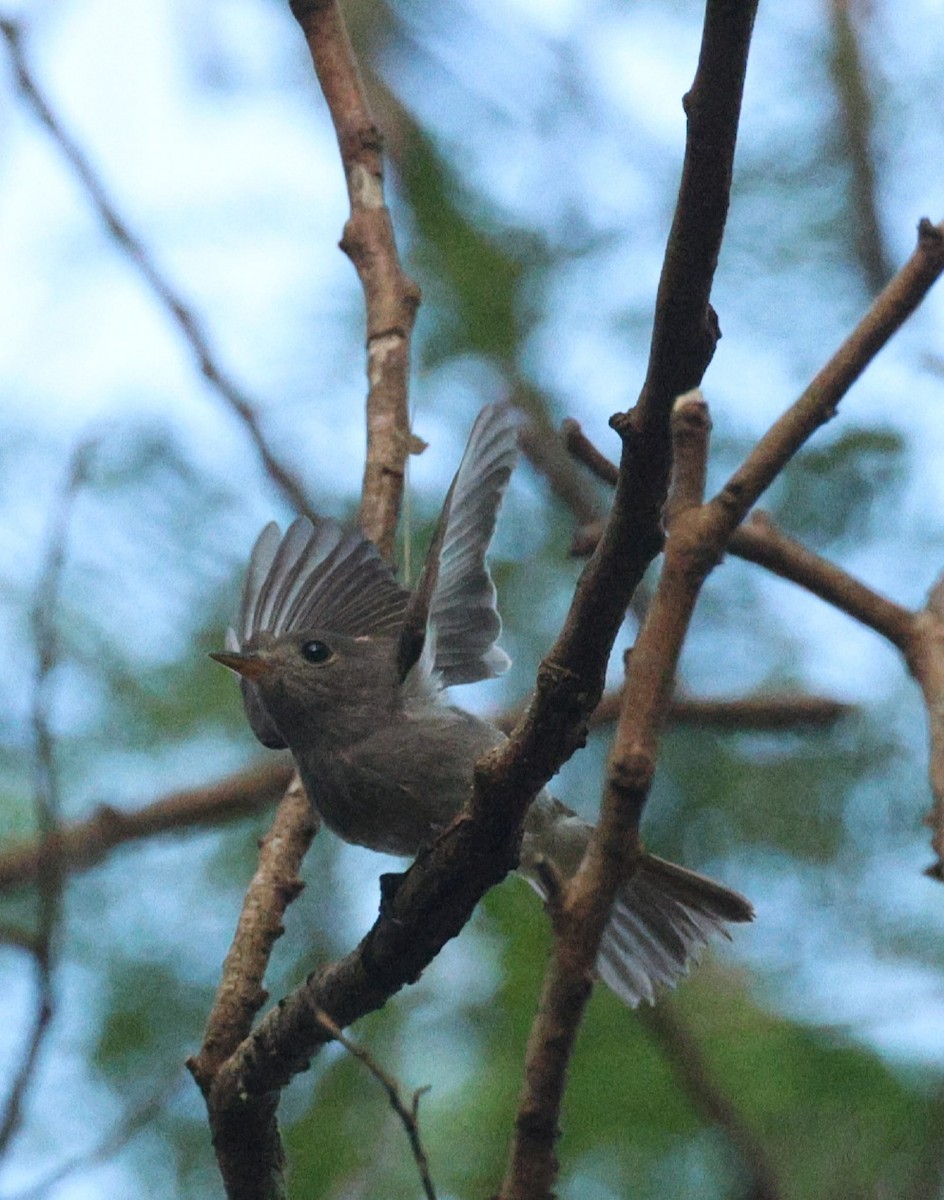 Ashy-breasted Flycatcher - Mads Bajarias