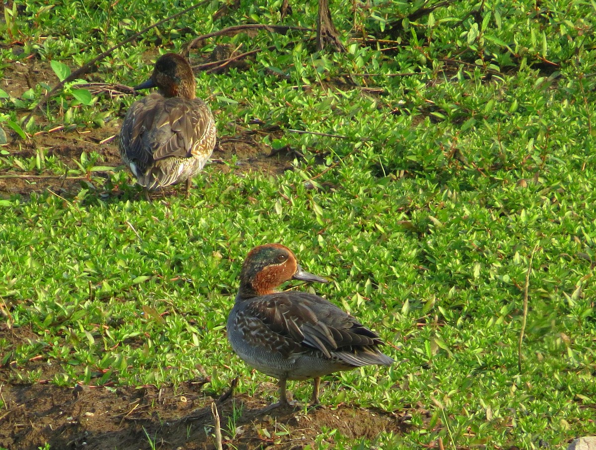 Green-winged Teal - ML612476114