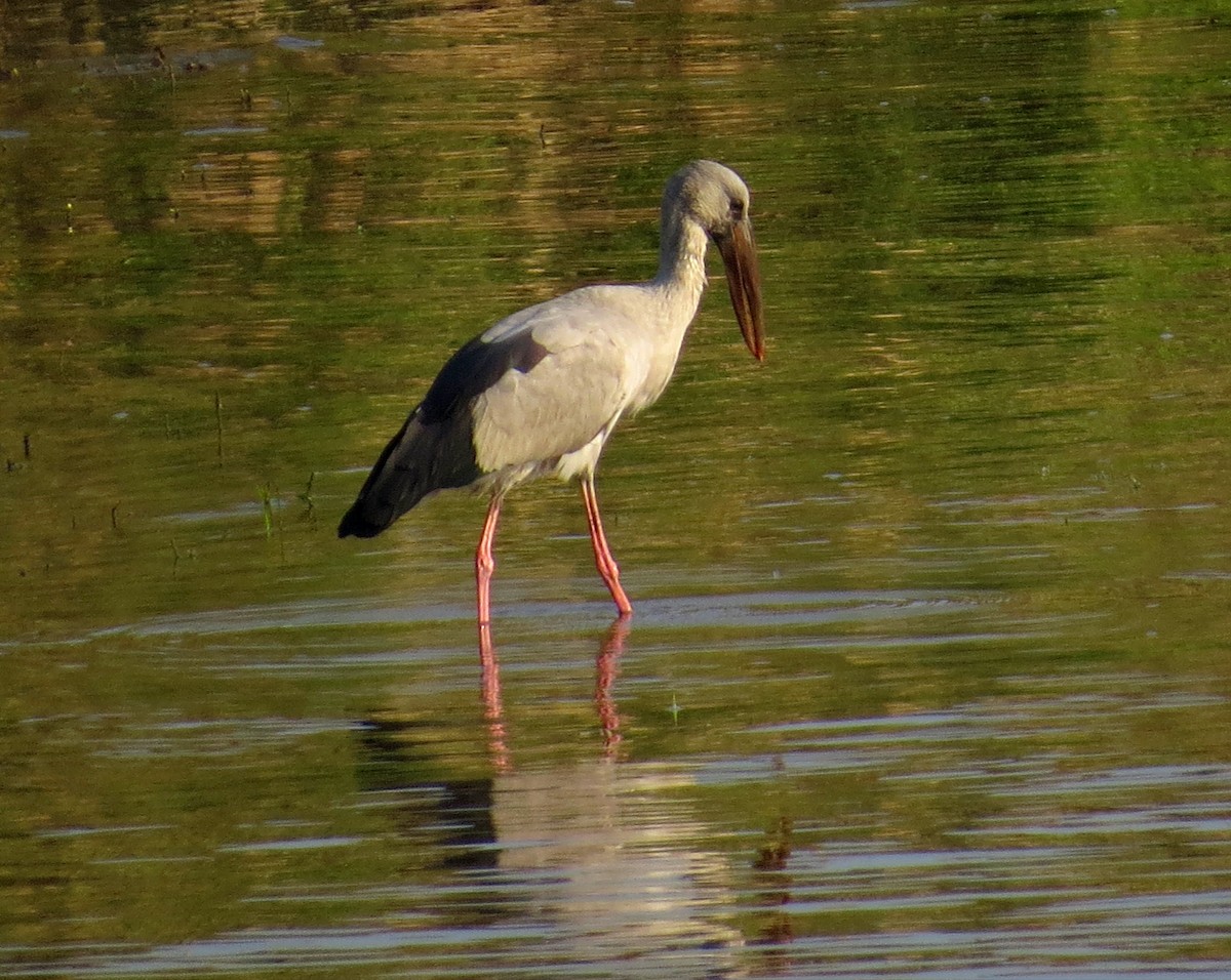 Asian Openbill - ML612476122