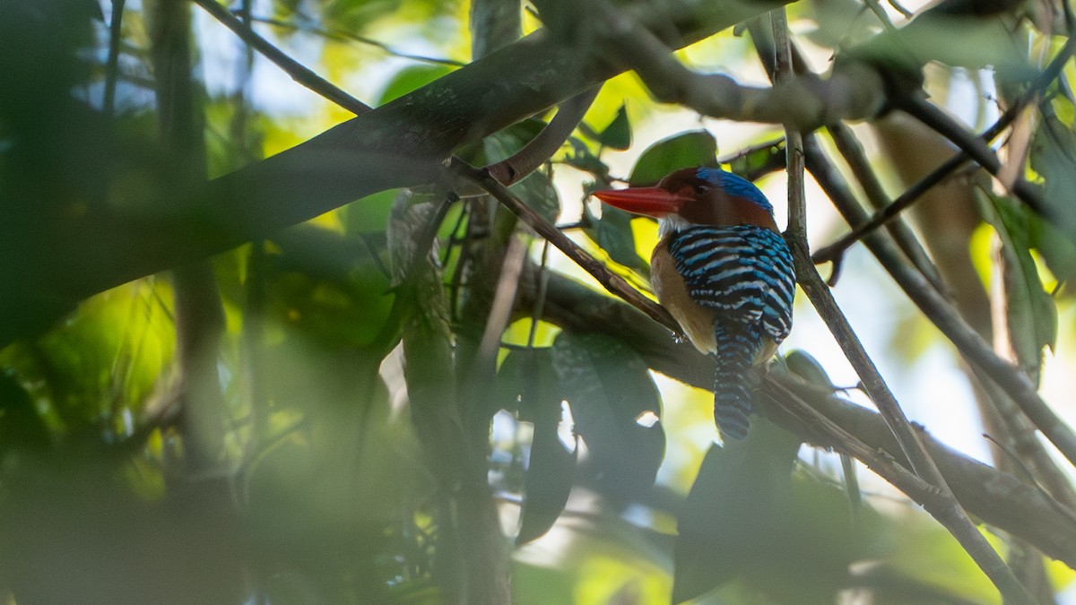 Banded Kingfisher - ML612476135