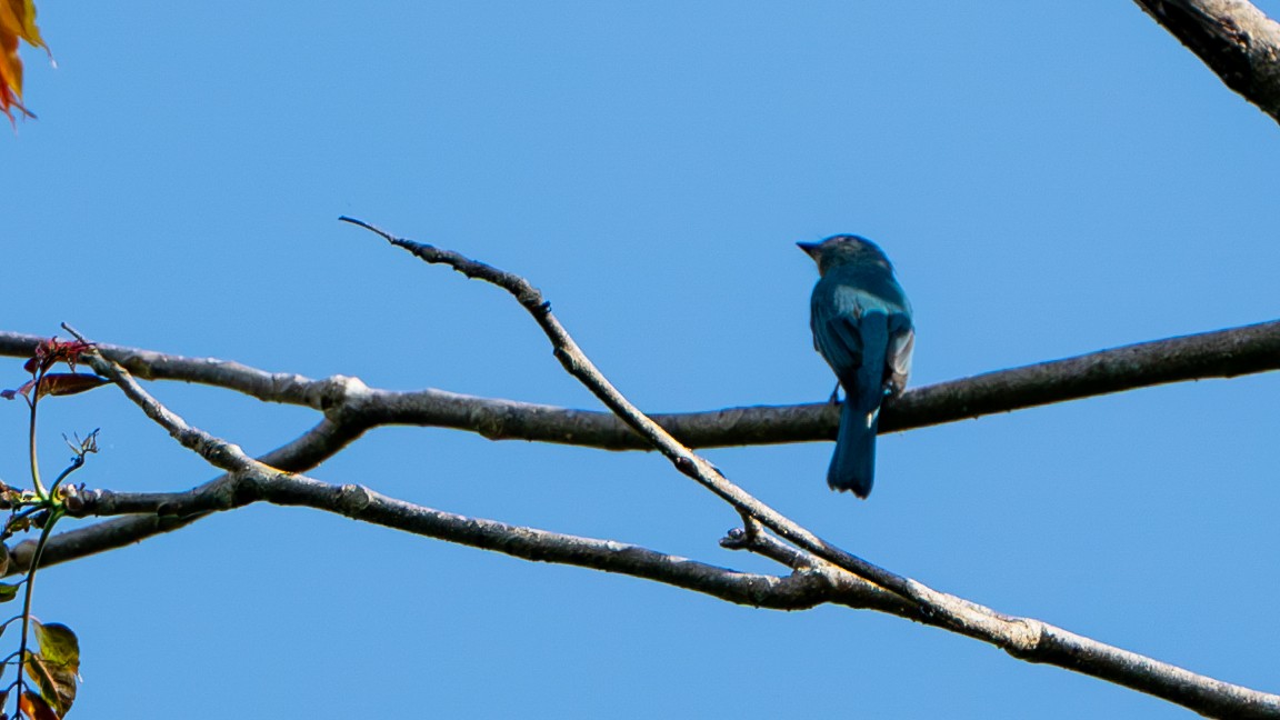 Verditer Flycatcher - ML612476168