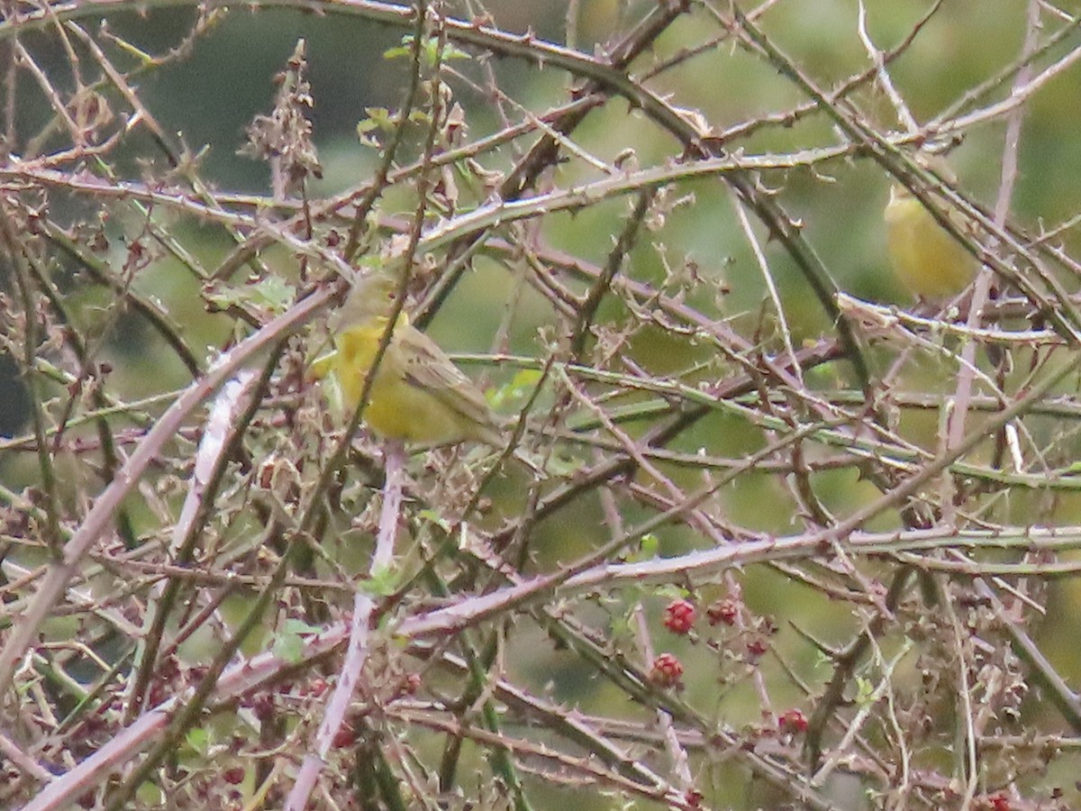 Grassland Yellow-Finch - ML612476172