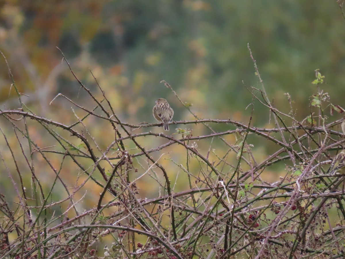 Grassland Yellow-Finch - Nelson Contardo