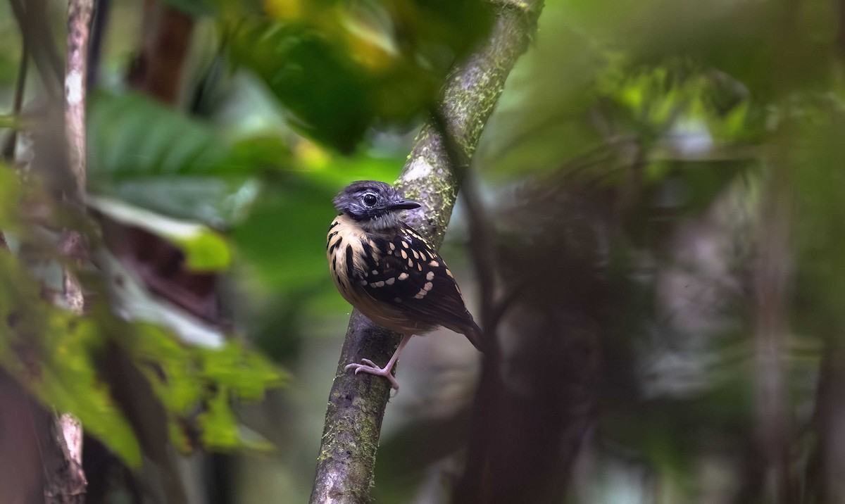 Spot-backed Antbird - ML612476187