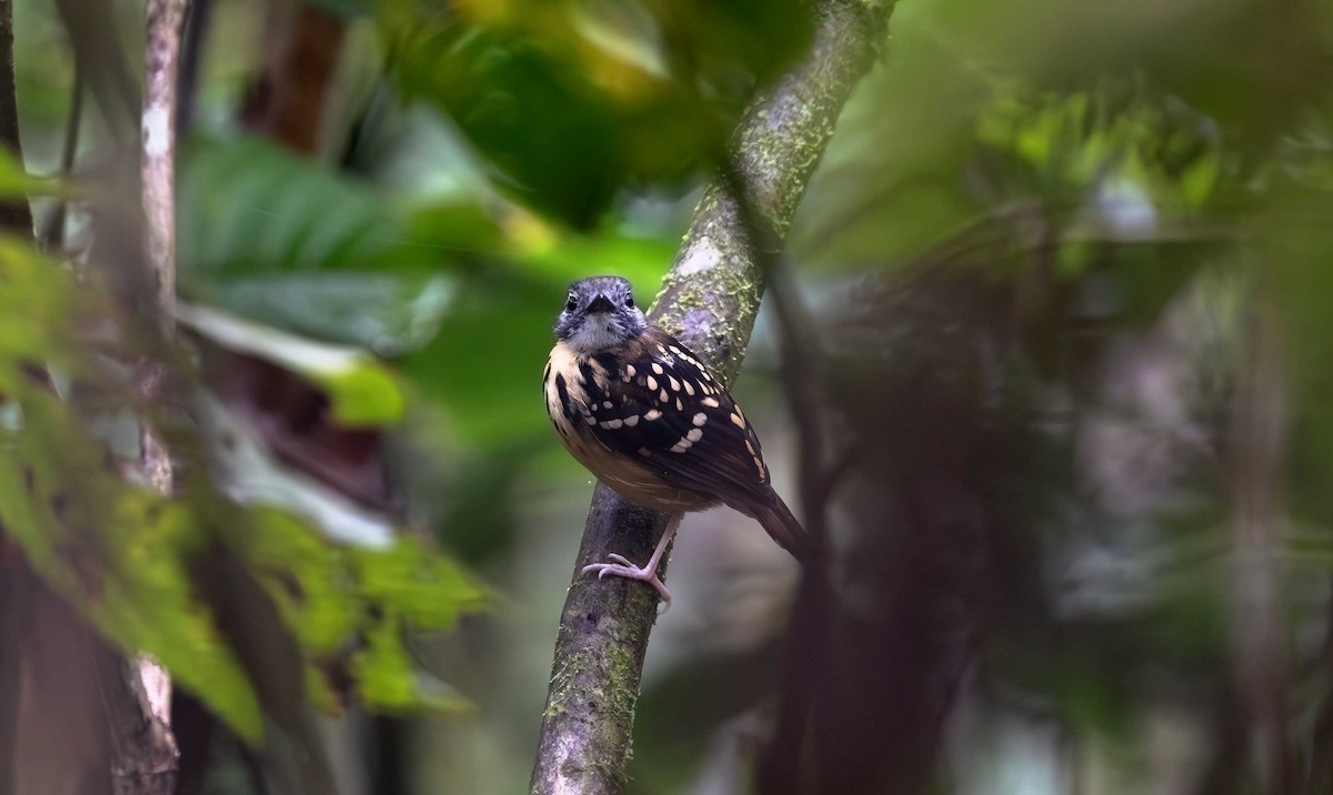 Spot-backed Antbird - Timo Mitzen