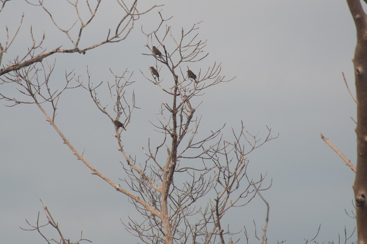 Red-winged Blackbird - ML612476220