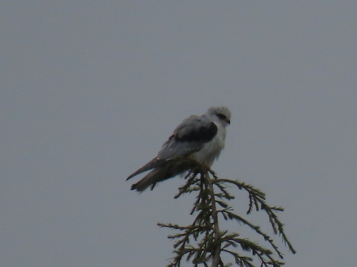 White-tailed Kite - ML612476316