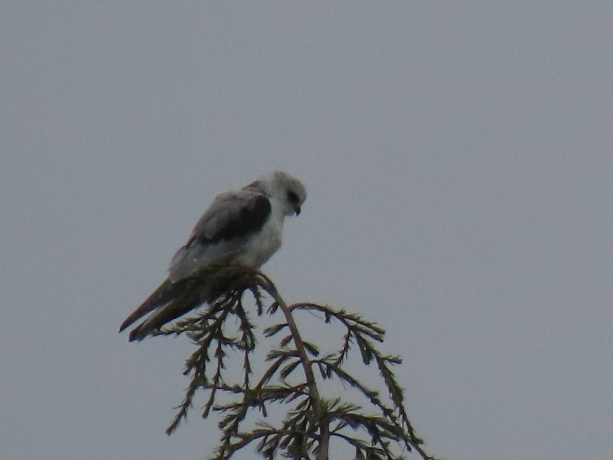 White-tailed Kite - ML612476317