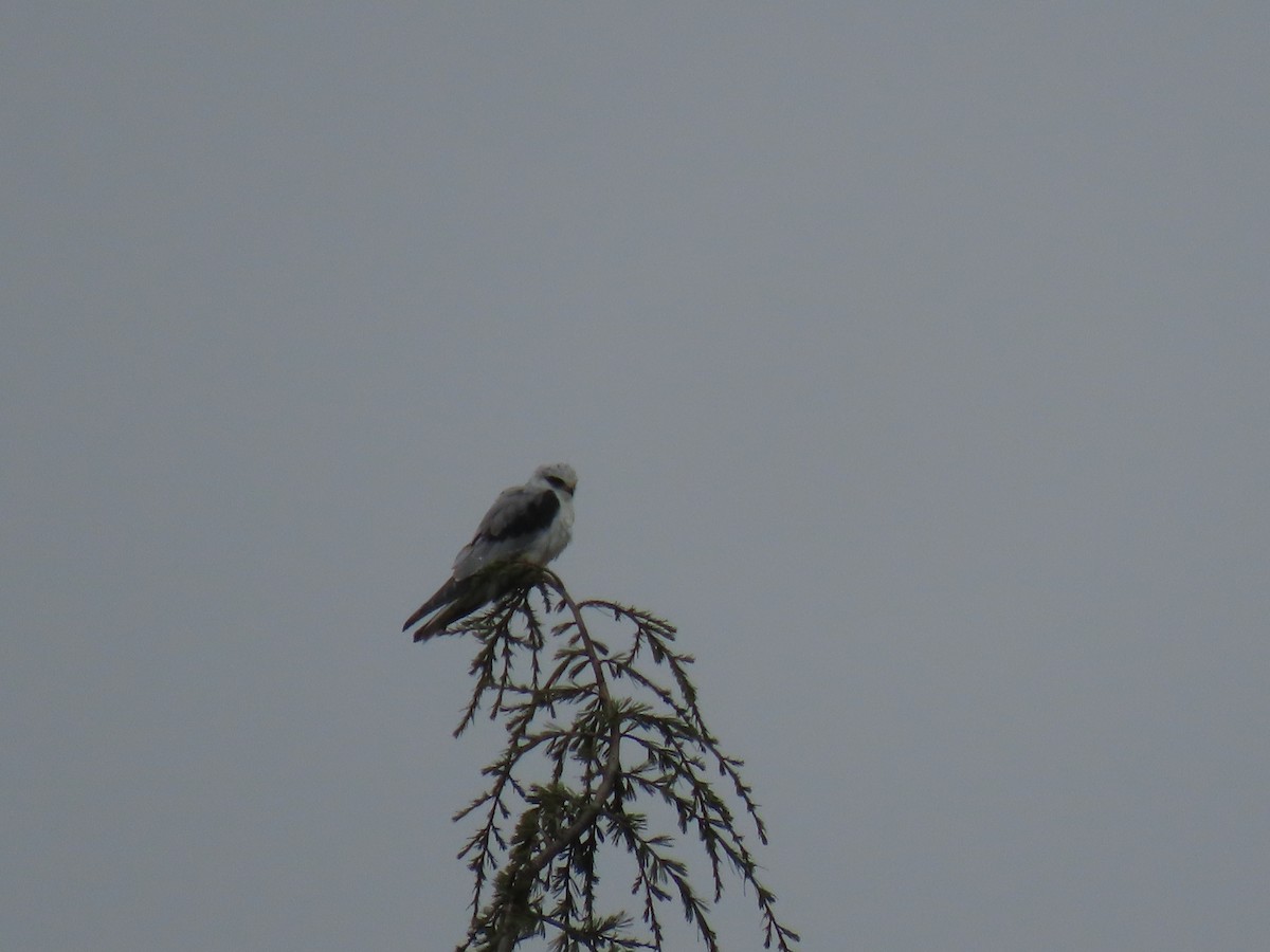 White-tailed Kite - ML612476319