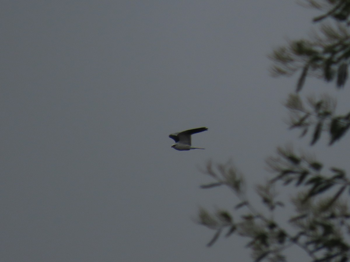 White-tailed Kite - ML612476320