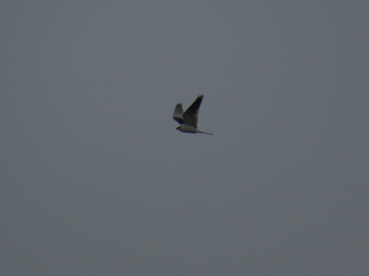 White-tailed Kite - ML612476321