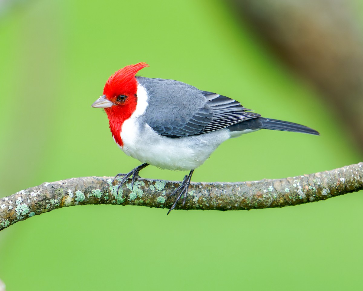 Red-crested Cardinal - Ray Iaea