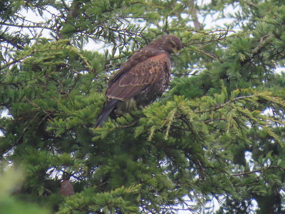 Harris's Hawk - ML612476332