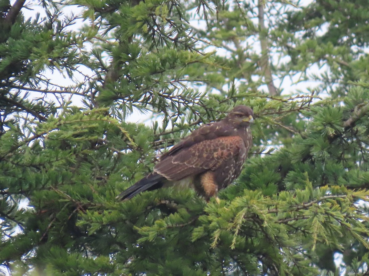 Harris's Hawk - ML612476333