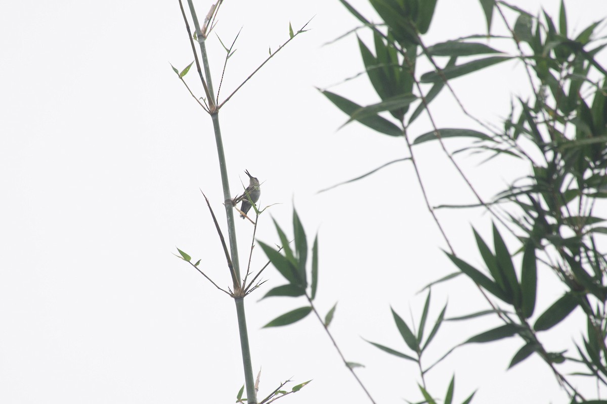 Colibrí Gorjirrubí - ML612476364
