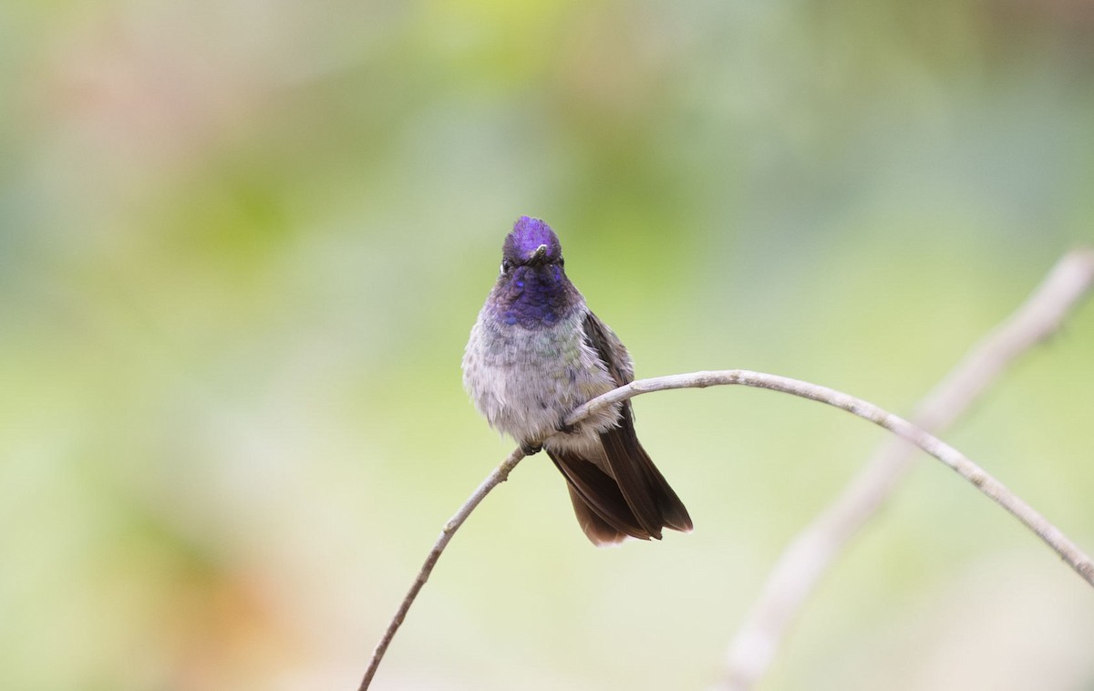 Violet-headed Hummingbird - ML612476427