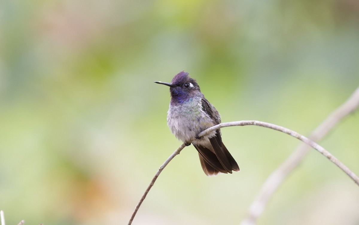 Violet-headed Hummingbird - ML612476428