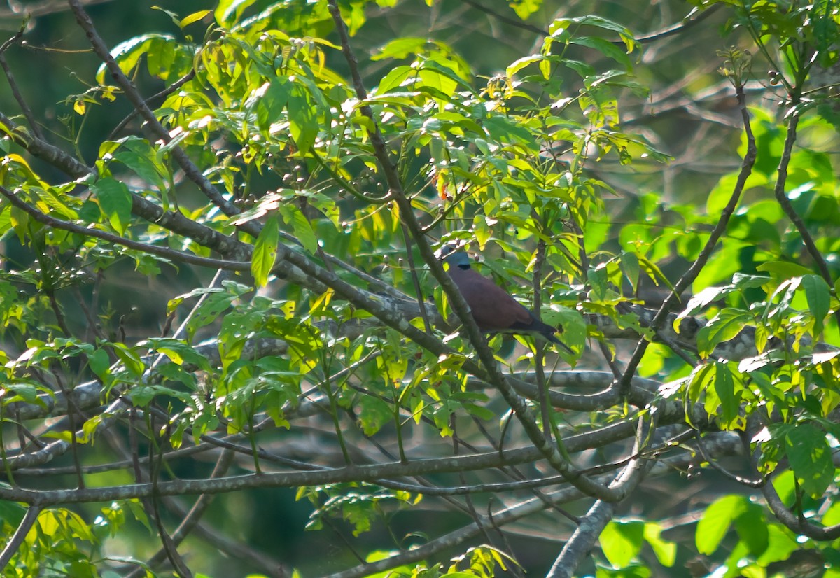 Red Collared-Dove - ML612476444