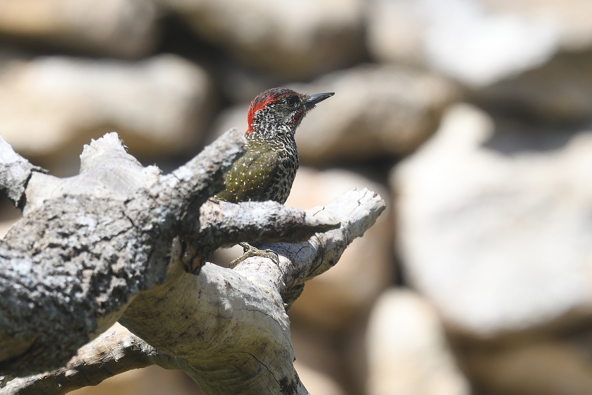 Knysna Woodpecker - ML612476470