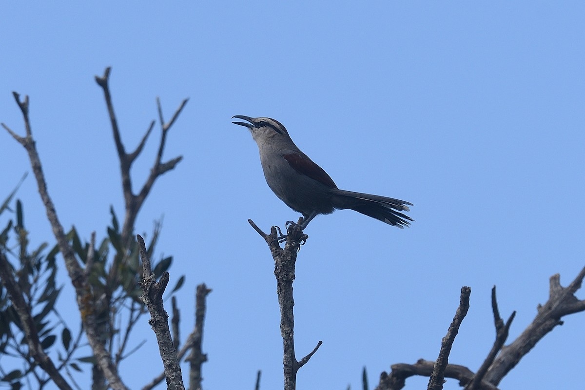 Chagra de El Cabo - ML612476479