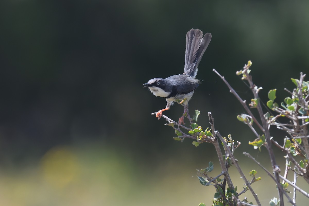 Bar-throated Apalis - ML612476492