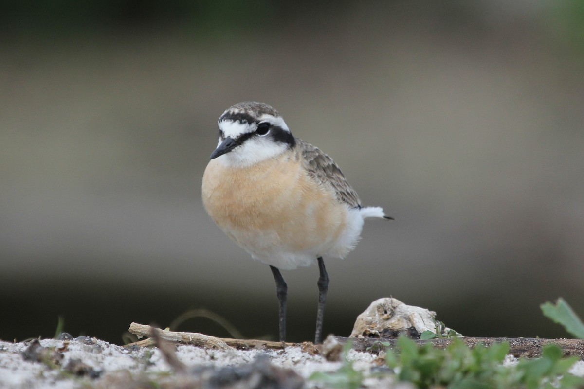 Kittlitz's Plover - ML612476509