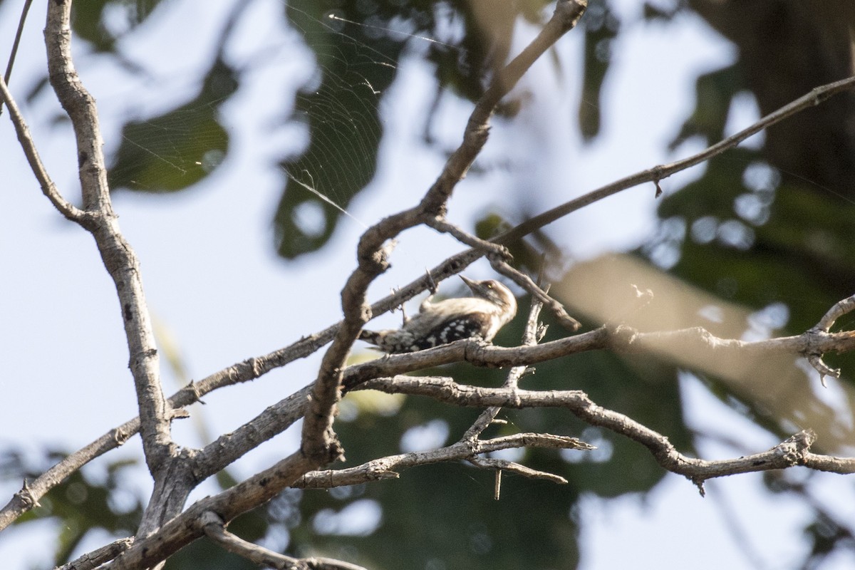 Brown-capped Pygmy Woodpecker - ML612476546