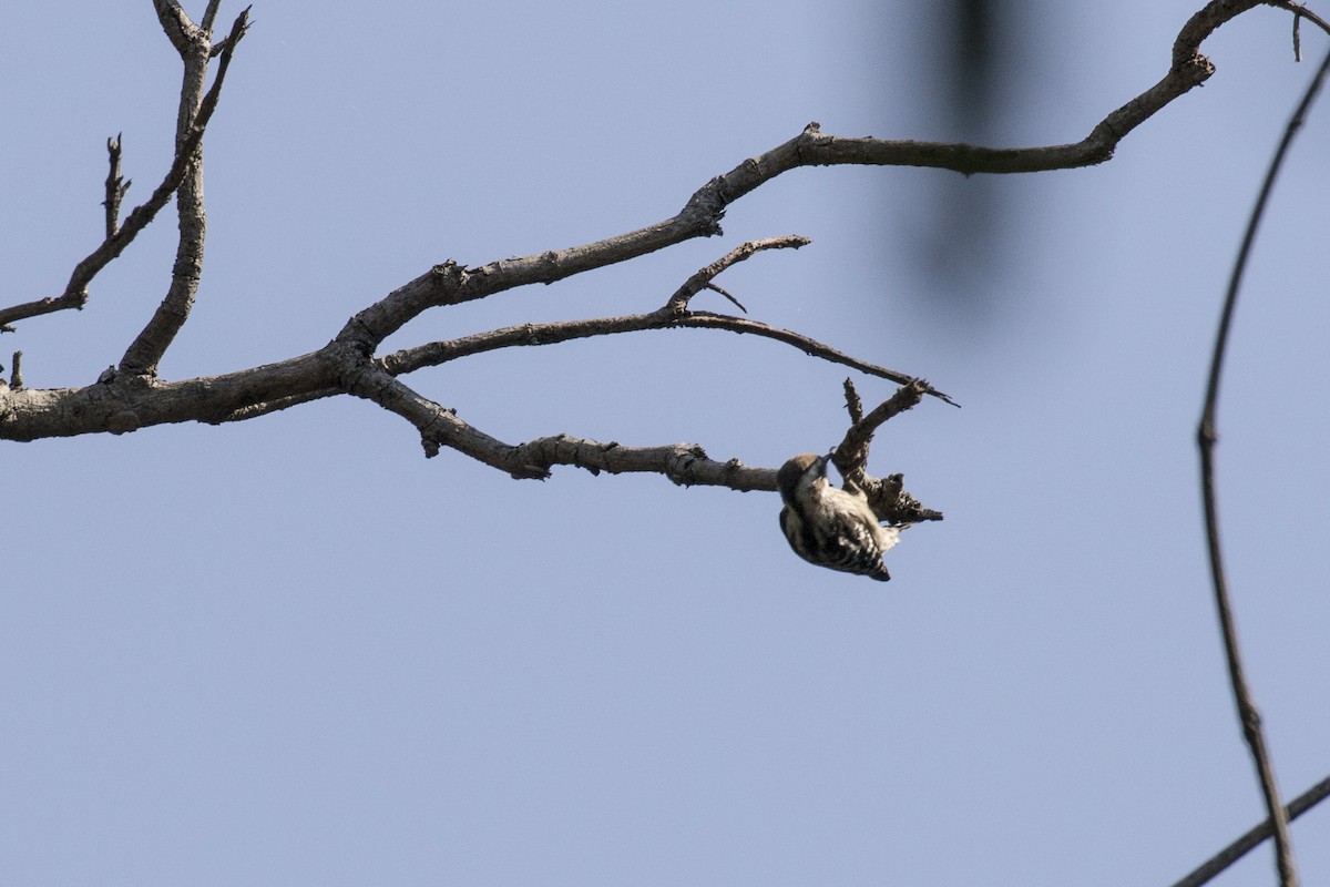 Brown-capped Pygmy Woodpecker - ML612476547
