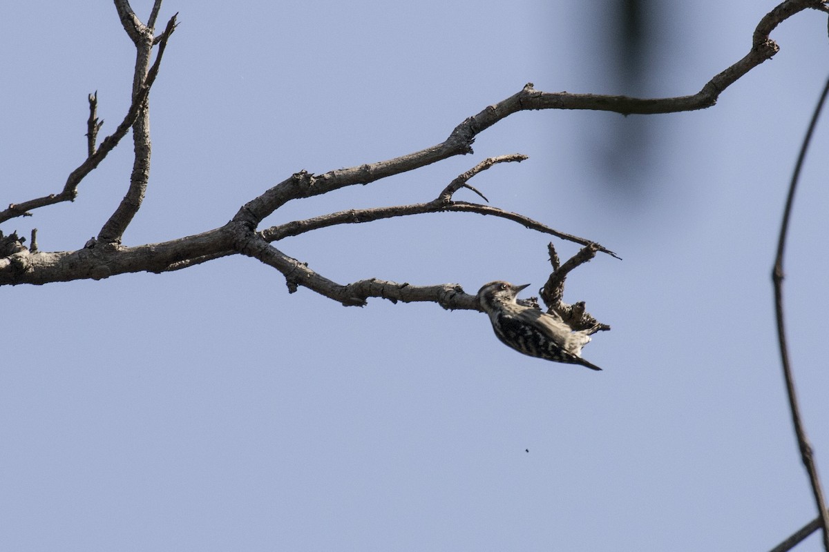 Brown-capped Pygmy Woodpecker - ML612476548