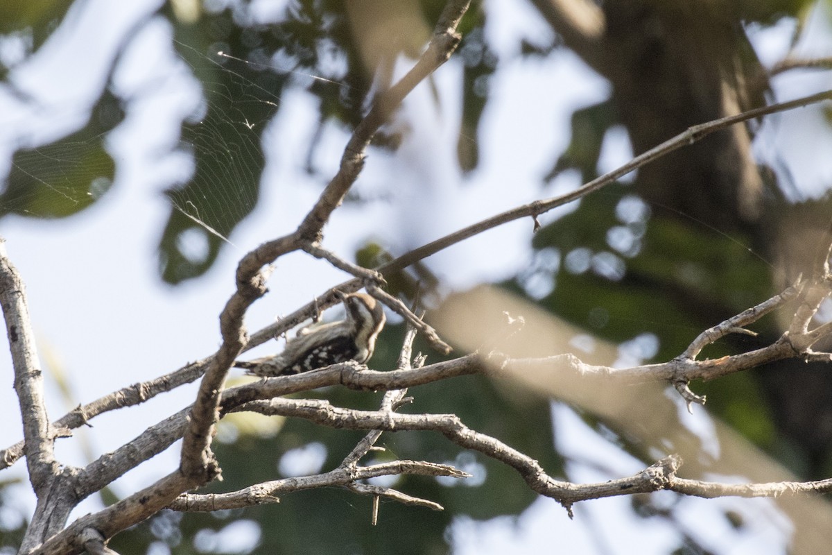 Brown-capped Pygmy Woodpecker - Ramesh Shenai