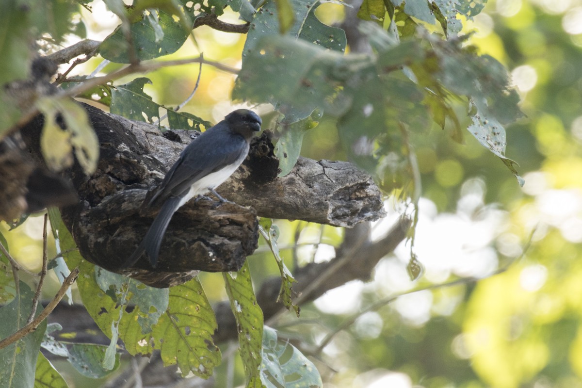 White-bellied Drongo - ML612476561